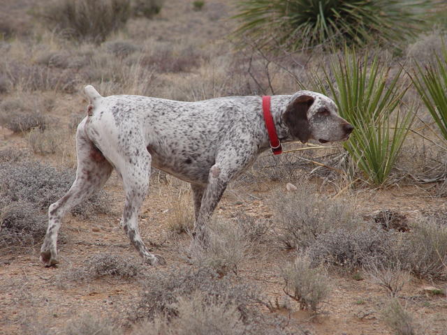 Cactus_Country_Kennels_038
